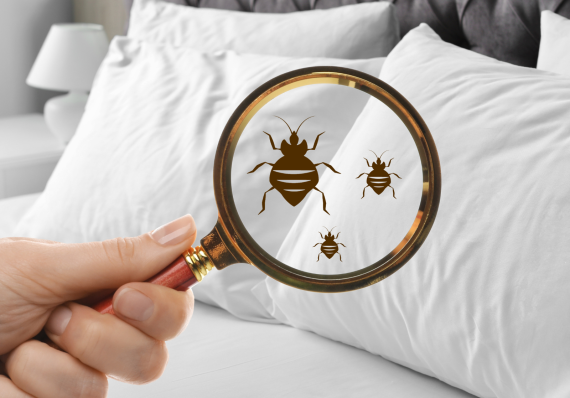 bed-bug-pest-control