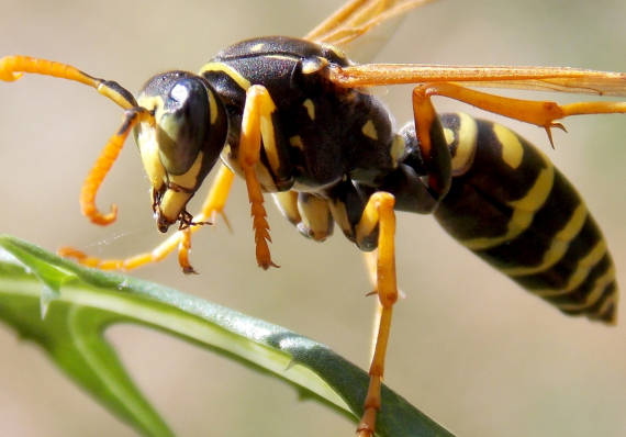 wasp-pest-control