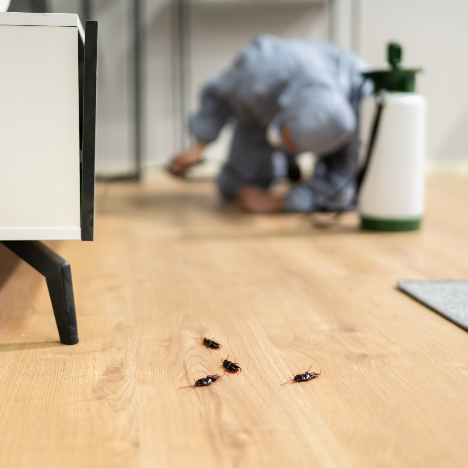 pest-control-caledon