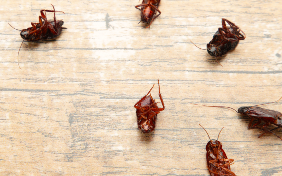 cockroach-pest-control cockroach-pest-control