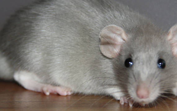 rat-control rat-control