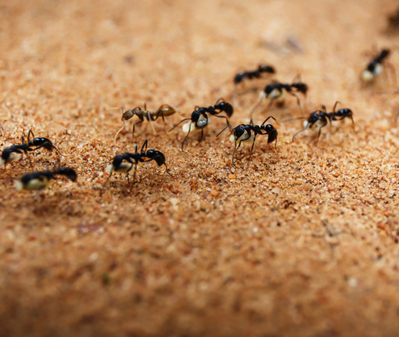 ant-control