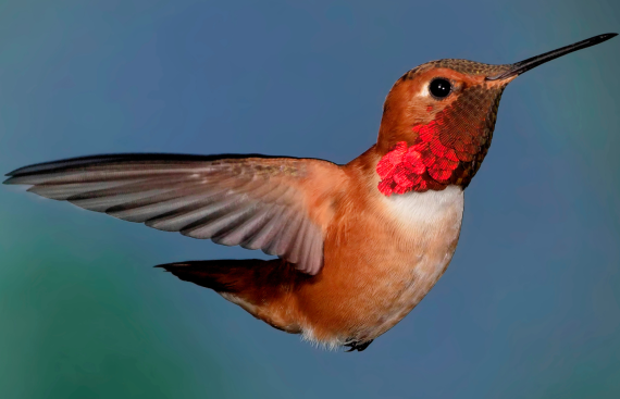 bird-control bird-control