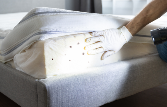 bed-bug-pest-control