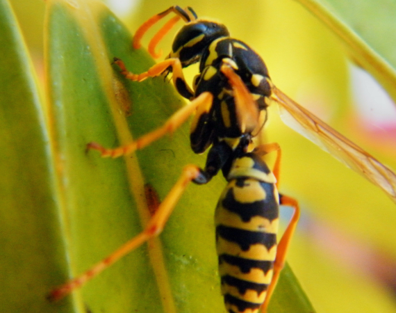 wasp-pest-control