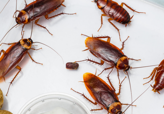 cockroach-pest-control cockroach-pest-control