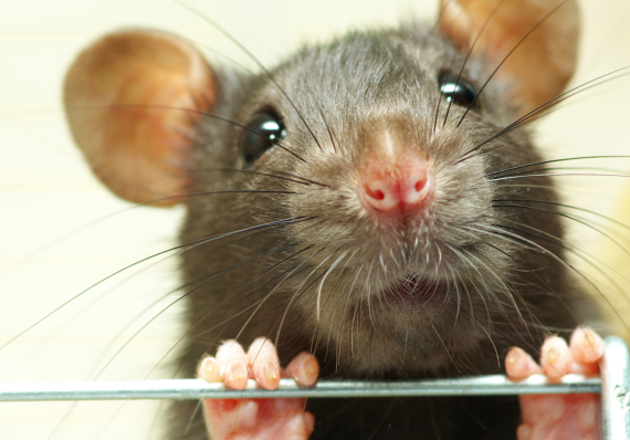 rat-control rat-control