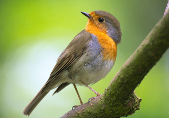 bird-control bird-control