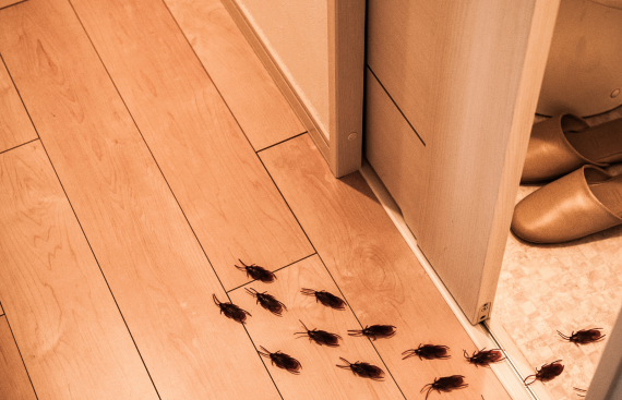cockroach-pest-control cockroach-pest-control