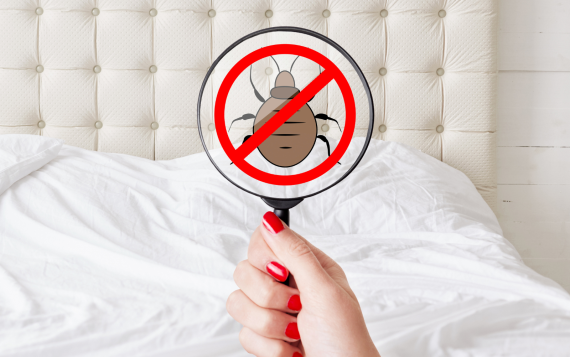 bed-bug-pest-control