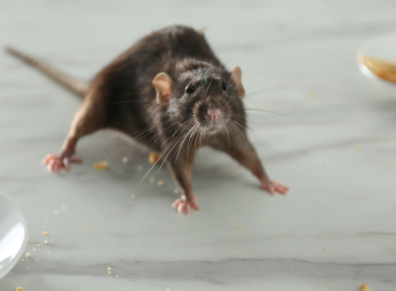 rat-control rat-control