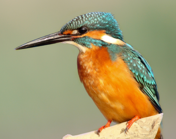 bird-control bird-control