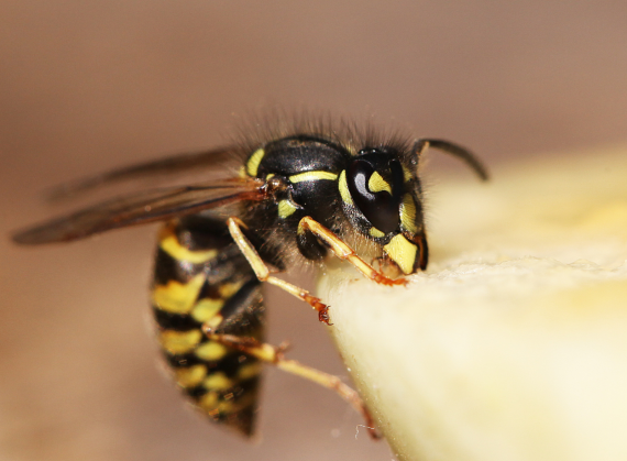 wasp-pest-control
