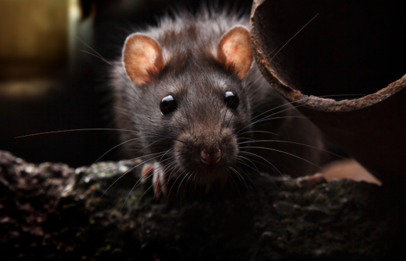 rat-control rat-control