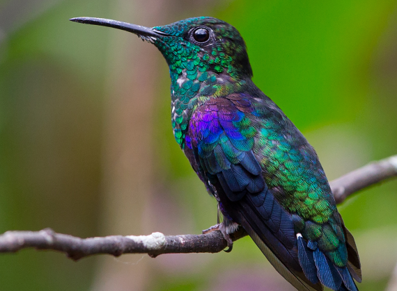 bird-control bird-control