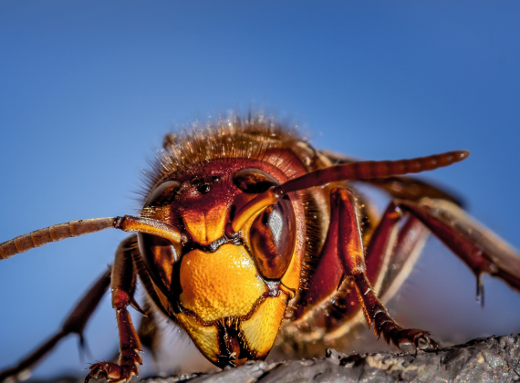 wasp-pest-control