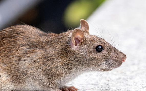 rodent-control rodent-control