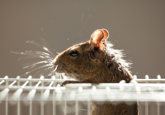 rodent-control rodent-control