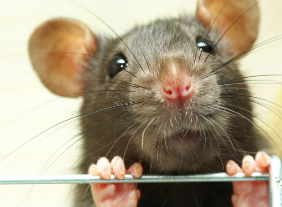 rodent-control rodent-control
