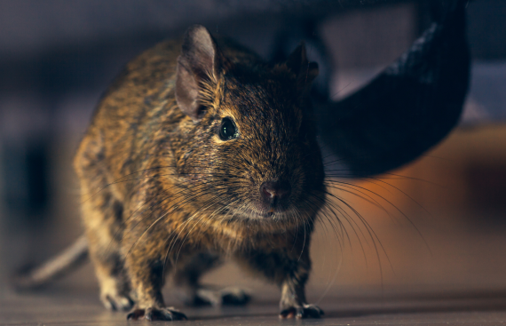 rodent-control rodent-control