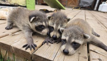 raccoon-infestation