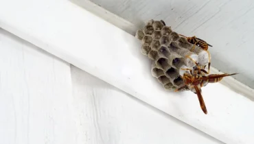 remove-wasp-nests