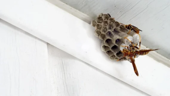 remove-wasp-nests