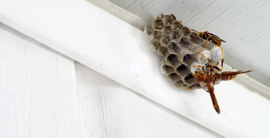 remove-wasp-nests