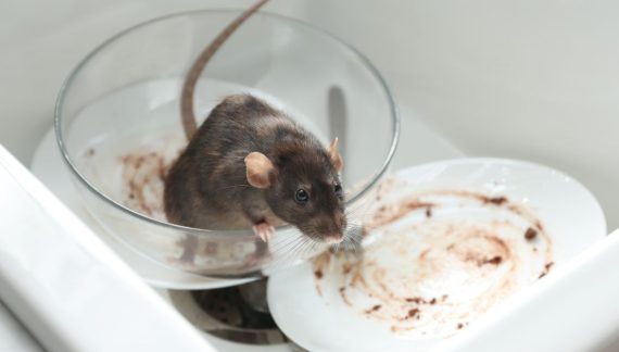 rodent-infestations
